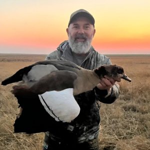 Collection Bird Hunt South Africa