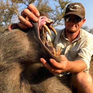 Baboon South Africa with Bayly Sippel Safaris