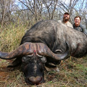 Buffalo South Africa with Bayly Sippel Safaris