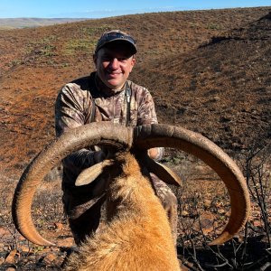 Barbary Sheep South Africa with Bayly Sippel Safaris