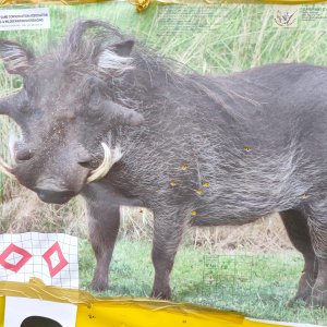 Warthog Shot Placement