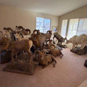 Trophy Room