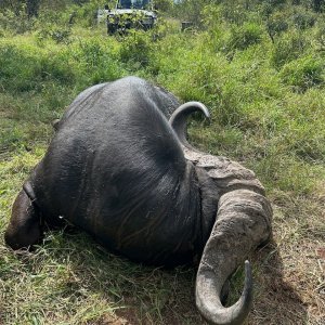 Buffalo Hunt South Africa