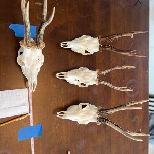 Roe Deer Skulls