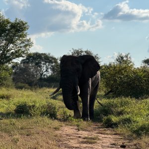 Elephant Zimbabwe