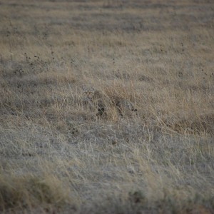 Wildcat Tanzania