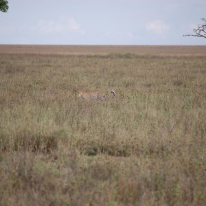 Leopard Tanzania