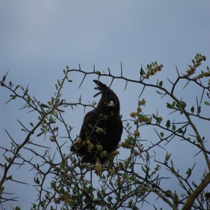 Eagle Tanzania