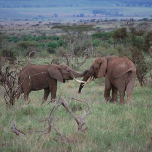 Elephants Tanzania