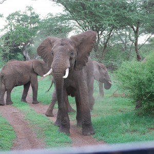 Elephant Tanzania