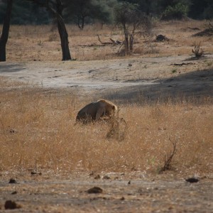Lion Mating Tanzania
