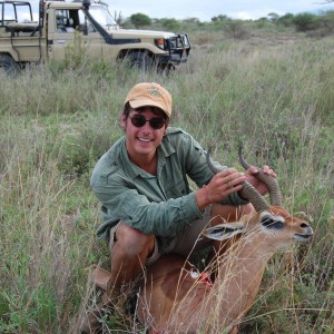 Gerenuk Tanzania