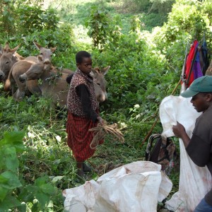 Getting the Buffalo Meat Tanzania