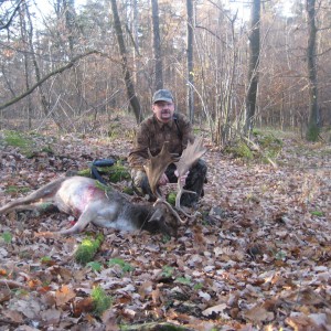 Hunting Fallow Deer