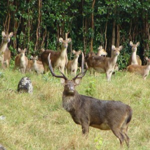 Rusa Deer Mauritius