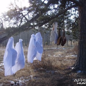 Probably one of my favorite pictures taken Nov 2010 Colorado elk hunting