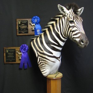 Zebra taxidermy mount