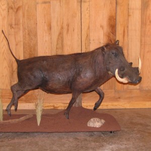 Warthog taxidermy mount