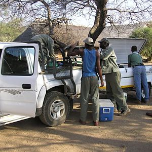 My Leopard Hunt with Motsomi Safaris in South Africa