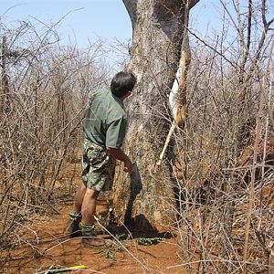 My Leopard Hunt with Motsomi Safaris in South Africa