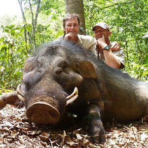 Giant Forest Hog hunted in CAR