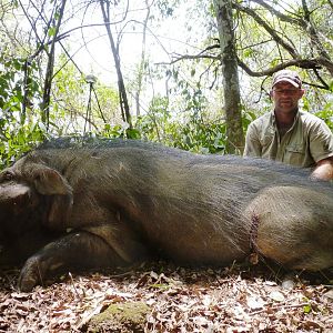 Enormous Giant Forest Hog hunted in CAR