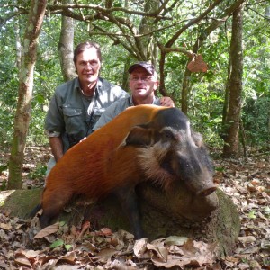 Red River Hog hunted in CAR