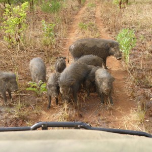 By the truck, they are not tamed!