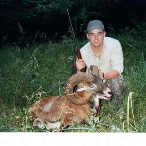 Mouflon sheep, Germany 2005