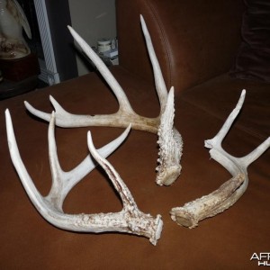 Deer antler found 140 class 10 point shed