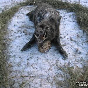 Wild Boar Hunting in Romania