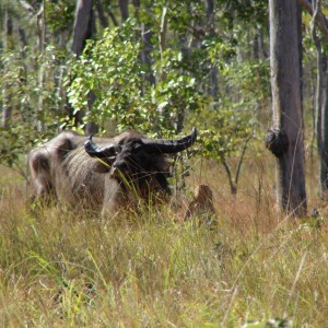 Hunting Buffalo in Australia