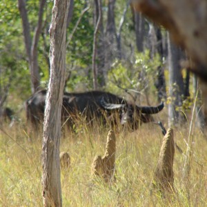 Hunt Buffalo in Australia