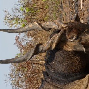 Lord Derby Eland hunted in Central African Republic