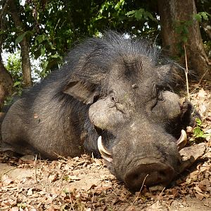 Hunting Giant Forest Hog in Central African Republic