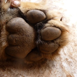 Lion paw