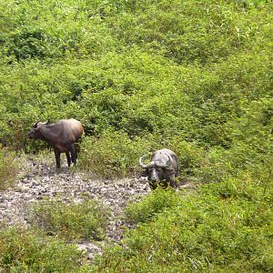 Buffalo in Central African Republic