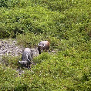 Buffalo in Central African Republic