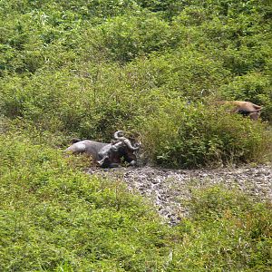 Buffalo in Central African Republic