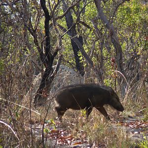 Hunting Giant Forest Hog in Central African Republic