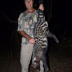 Hunting Civet Cat in Central African Republic
