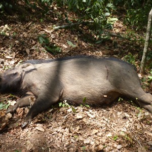 Hunting Giant Forest Hog in CAR