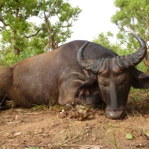 Buffalo hunted in CAR