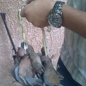 Hunting Doves in Egypt