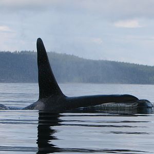 Orca