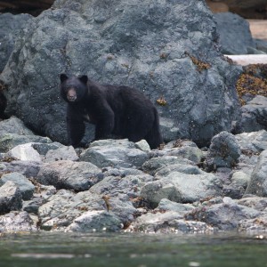 Bear Hunting from a Kayak