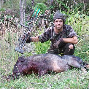 Bowhunting Pig