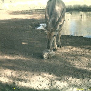 Eland