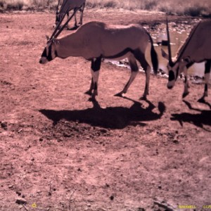 Gemsbok