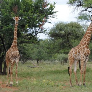 Giraffe South Africa